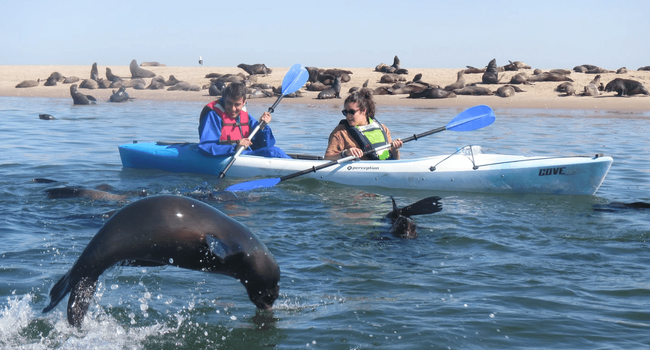 Kayak with Seals Walvis Bay