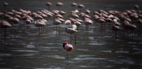 Flamingo Walvis Bay