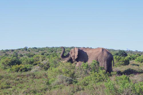 Elephant Amakhala Game Reserve