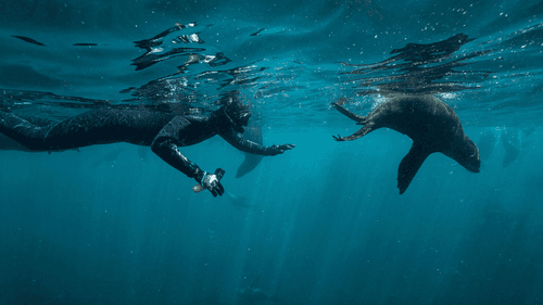 Snorkel with Seals Animal Expedition Cape Town