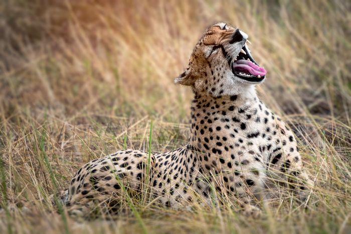 Serengeti Park Leopard