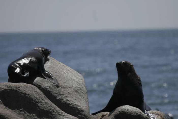 Cape Fur Seals