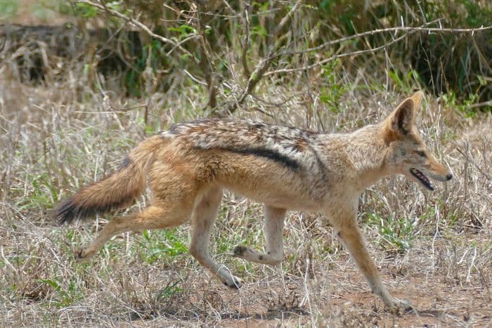 Black backed Jackal