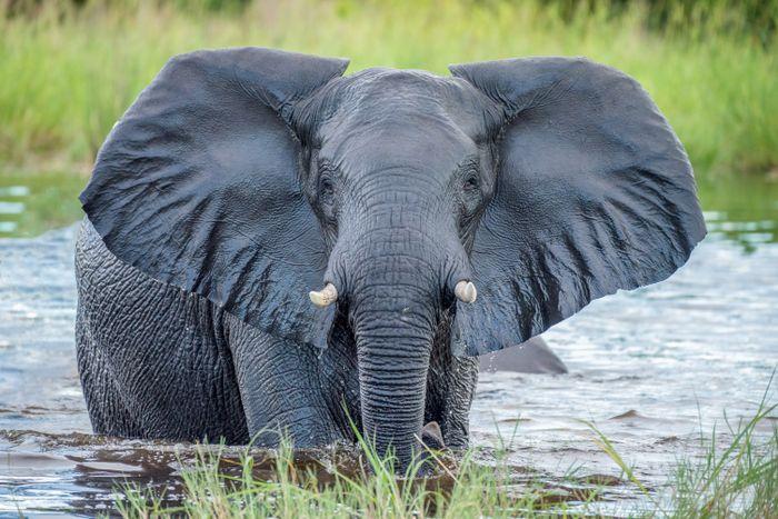Botswana Elephant Chobe