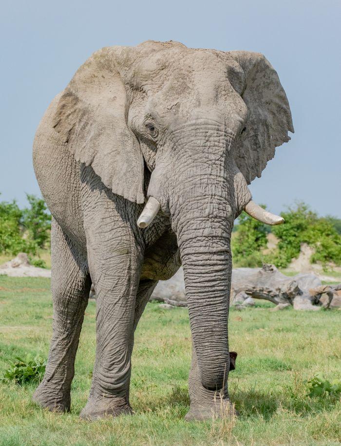 Savuti Chobe Elephant
