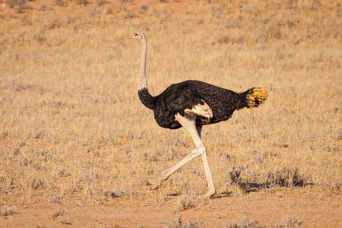 Ostrich Karoo South Africa